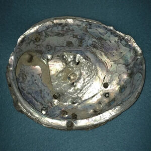 ABALONE shell Pacific Ocean 8 1/2 X 7